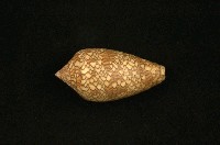 藏品(織錦芋螺)的圖片